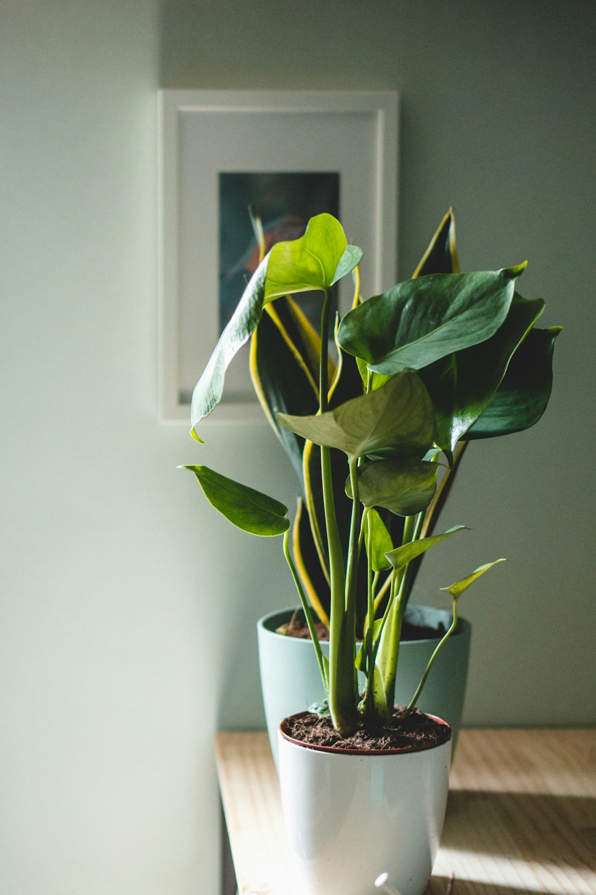 綠色室內植栽情境